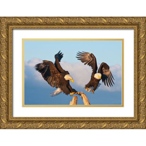 Bald Eagle-Homer-Alaska-USA Gold Ornate Wood Framed Art Print with Double Matting by Su, Keren