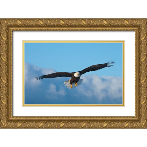 Bald Eagle flying-Homer-Alaska-USA Gold Ornate Wood Framed Art Print with Double Matting by Su, Keren
