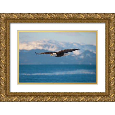 Bald Eagle flying over the ocean-snow mountain in the distance-Homer-Alaska-USA Gold Ornate Wood Framed Art Print with Double Matting by Su, Keren
