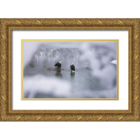 Bald Eagles on the river in the forest covered with snow-Haines-Alaska-USA Gold Ornate Wood Framed Art Print with Double Matting by Su, Keren