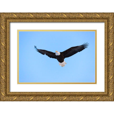 Bald Eagle flying in the sky-Haines-Alaska-USA Gold Ornate Wood Framed Art Print with Double Matting by Su, Keren