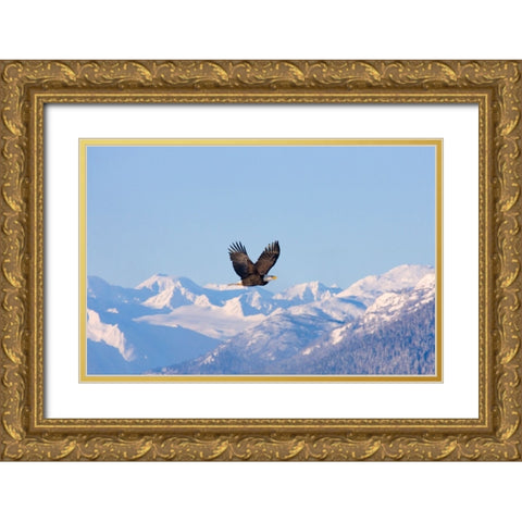 Bald Eagle flying over snow mountain-Haines-Alaska-USA Gold Ornate Wood Framed Art Print with Double Matting by Su, Keren