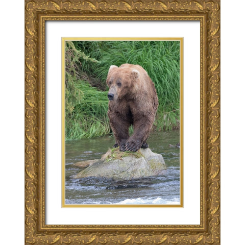 Brown Bear catching salmon in Brooks River-Katmai National Park-Alaska-USA Gold Ornate Wood Framed Art Print with Double Matting by Su, Keren