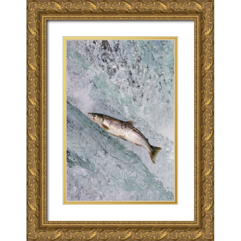 Salmon jumping over Brooks Falls-Katmai National Park-Alaska-USA Gold Ornate Wood Framed Art Print with Double Matting by Su, Keren
