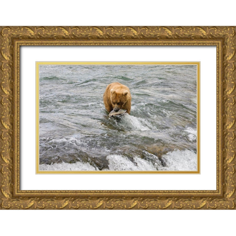 Brown Bear catching salmon at Brooks Falls-Katmai National Park-Alaska-USA Gold Ornate Wood Framed Art Print with Double Matting by Su, Keren