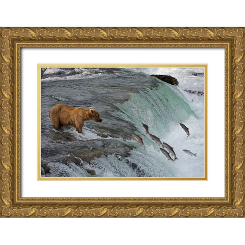 Tourists photographing Brown Bear catching salmon at Brooks Falls-Katmai National Park-Alaska-USA Gold Ornate Wood Framed Art Print with Double Matting by Su, Keren