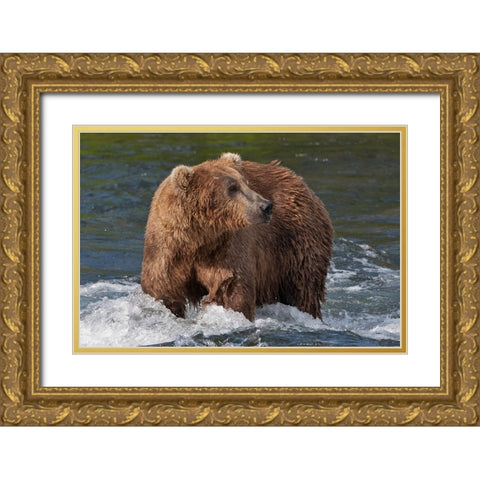 Brown Bear catching salmon at Brooks Falls-Katmai National Park-Alaska-USA Gold Ornate Wood Framed Art Print with Double Matting by Su, Keren