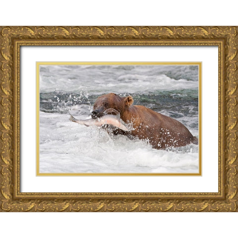 Brown Bear catching salmon at Brooks Falls-Katmai National Park-Alaska-USA Gold Ornate Wood Framed Art Print with Double Matting by Su, Keren
