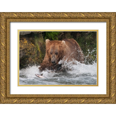 Brown Bear catching salmon at Brooks Falls-Katmai National Park-Alaska-USA Gold Ornate Wood Framed Art Print with Double Matting by Su, Keren