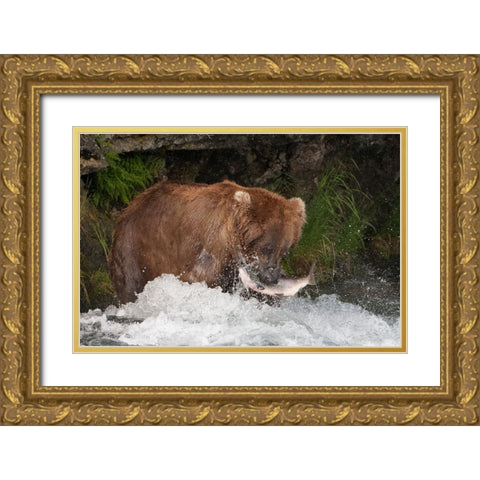 Brown Bear catching salmon at Brooks Falls-Katmai National Park-Alaska-USA Gold Ornate Wood Framed Art Print with Double Matting by Su, Keren