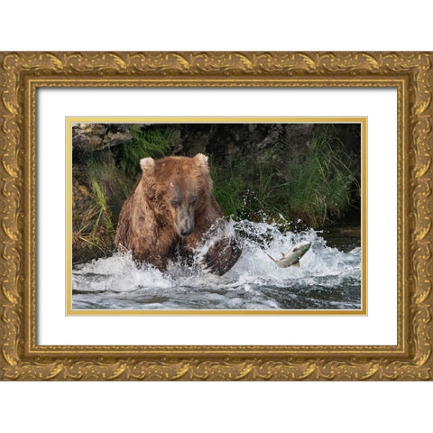 Brown Bear catching salmon at Brooks Falls-Katmai National Park-Alaska-USA Gold Ornate Wood Framed Art Print with Double Matting by Su, Keren