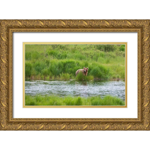 Brown Bear in Brooks River-Katmai National Park-Alaska-USA Gold Ornate Wood Framed Art Print with Double Matting by Su, Keren