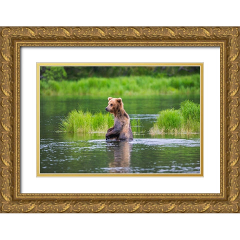 Brown Bear standing in Brooks River-Katmai National Park-Alaska-USA Gold Ornate Wood Framed Art Print with Double Matting by Su, Keren