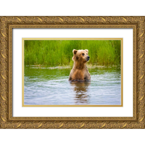 Brown Bear standing on Brooks River-Katmai National Park-Alaska-USA Gold Ornate Wood Framed Art Print with Double Matting by Su, Keren