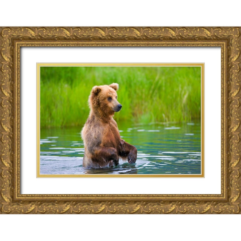 Brown Bear standing in Brooks River-Katmai National Park-Alaska-USA Gold Ornate Wood Framed Art Print with Double Matting by Su, Keren
