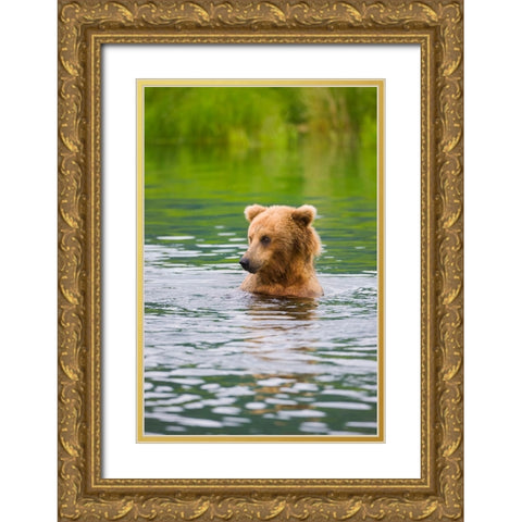 Brown Bear standing in Brooks River-Katmai National Park-Alaska-USA Gold Ornate Wood Framed Art Print with Double Matting by Su, Keren