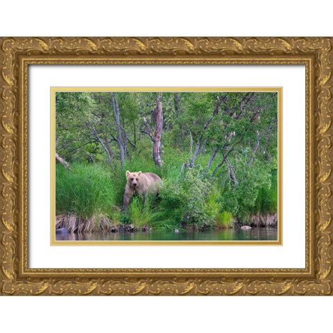 Brown Bear in the grass by Brooks River-Katmai National Park-Alaska-USA Gold Ornate Wood Framed Art Print with Double Matting by Su, Keren