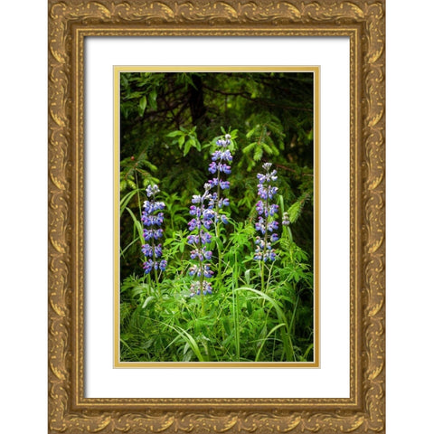Near Homer-Alaska-meadows of lupine Gold Ornate Wood Framed Art Print with Double Matting by Richardson, Larry