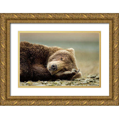 Brown Bear, Katmai National Park, Alaska. Gold Ornate Wood Framed Art Print with Double Matting by Souders, Paul