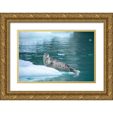 Alaska-Leconte Bay-Harbor Seal pup resting on iceberg calved from LeConte Glacier east of Petersburg Gold Ornate Wood Framed Art Print with Double Matting by Souders, Paul