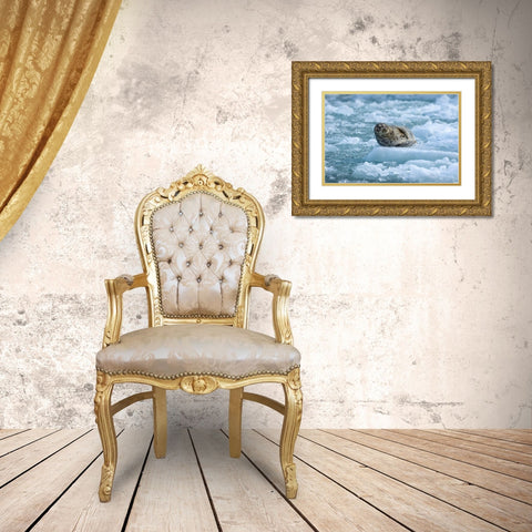 Alaska-South Sawyer Harbor Seal resting on icebergs calved from South Sawyer Glacier in Tracy Arm Gold Ornate Wood Framed Art Print with Double Matting by Souders, Paul