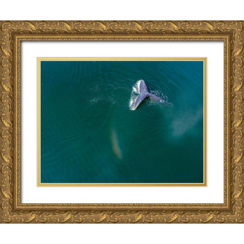 Alaska-Aerial view Humpback Whale diving at surface of Frederick Sound  Gold Ornate Wood Framed Art Print with Double Matting by Souders, Paul