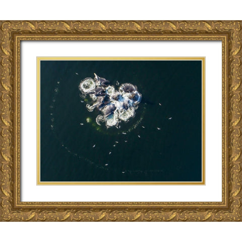 Alaska-Aerial view of Humpback Whales bubble net feeding on school of herring fish Gold Ornate Wood Framed Art Print with Double Matting by Souders, Paul