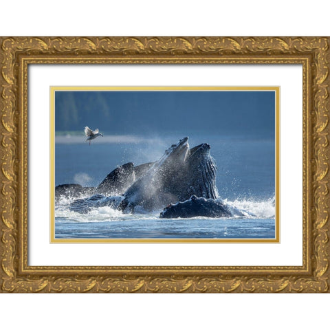 Alaska-Seagull hovers above Humpback Whales surfacing as they bubble net feed on herring Gold Ornate Wood Framed Art Print with Double Matting by Souders, Paul