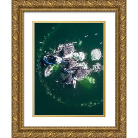 Alaska Humpback Whales lunging at surface of Frederick Sound while bubble net feeding  Gold Ornate Wood Framed Art Print with Double Matting by Souders, Paul
