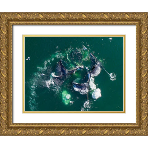 Alaska Humpback Whales lunging at surface of Frederick Sound while bubble net feeding Gold Ornate Wood Framed Art Print with Double Matting by Souders, Paul
