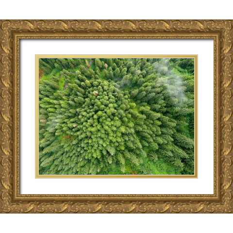 Alaska-Juneau-Taku Harbor State Marine Park- coastal rainforest on steep mountainside Gold Ornate Wood Framed Art Print with Double Matting by Souders, Paul