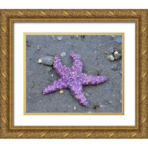 Alaska-Ketchikan-Sea star (Pisaster orchraceus) Gold Ornate Wood Framed Art Print with Double Matting by PLank, Savanah