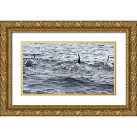 Alaska-Sitka-Sitka Sound killer whales playing in water Gold Ornate Wood Framed Art Print with Double Matting by PLank, Savanah