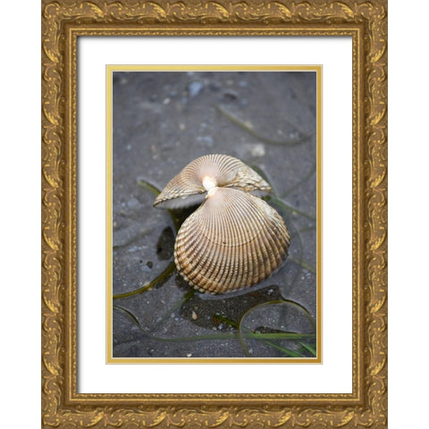 Alaska-Ketchikan-cockle shell on beach Gold Ornate Wood Framed Art Print with Double Matting by PLank, Savanah