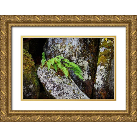 Alaska-Sitka-ferns growing on boulders Gold Ornate Wood Framed Art Print with Double Matting by PLank, Savanah