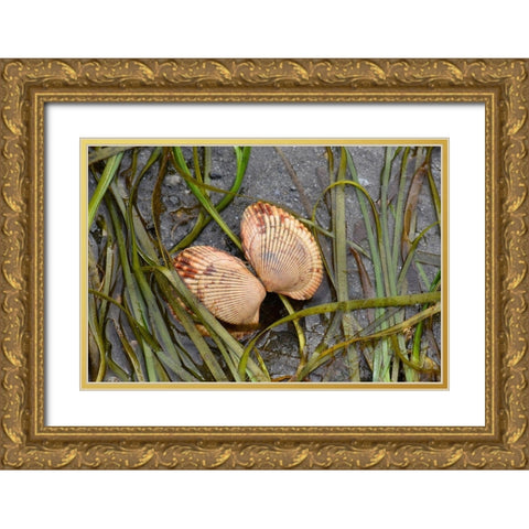 Alaska-Ketchikan-cockle shell on beach Gold Ornate Wood Framed Art Print with Double Matting by PLank, Savanah