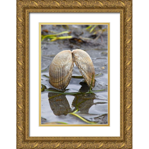 Alaska-Ketchikan-cockle shell on beach Gold Ornate Wood Framed Art Print with Double Matting by PLank, Savanah