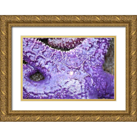 Alaska-Ketchikan-Sea star (Pisaster orchraceus) Gold Ornate Wood Framed Art Print with Double Matting by PLank, Savanah