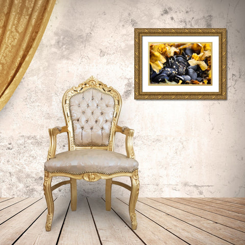 Alaska-Ketchikan-mussels on beach with barnacles Gold Ornate Wood Framed Art Print with Double Matting by PLank, Savanah
