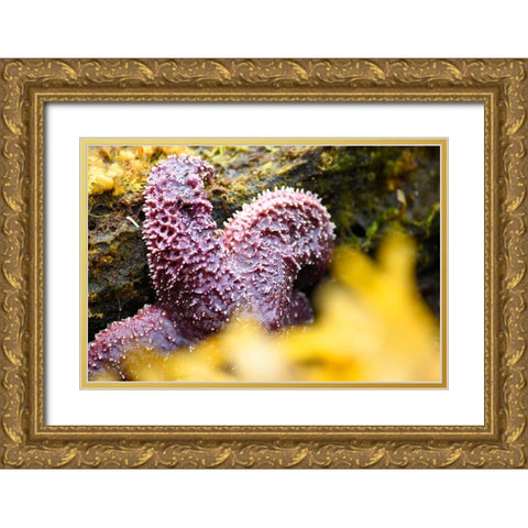 Alaska-Ketchikan-Sea star (Pisaster orchraceus) Gold Ornate Wood Framed Art Print with Double Matting by PLank, Savanah
