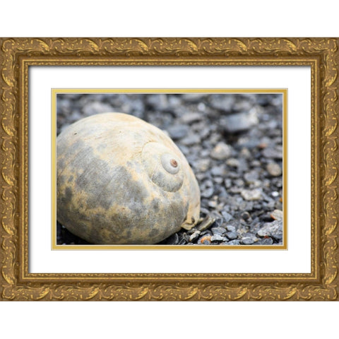 Alaska-Ketchikan-moon snail shell on beach Gold Ornate Wood Framed Art Print with Double Matting by PLank, Savanah