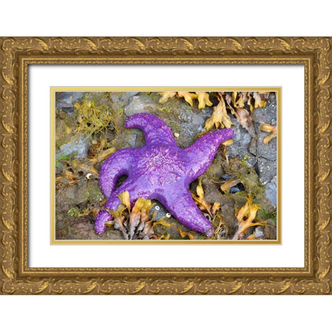 Alaska-Ketchikan-Sea star (Pisaster orchraceus) Gold Ornate Wood Framed Art Print with Double Matting by PLank, Savanah