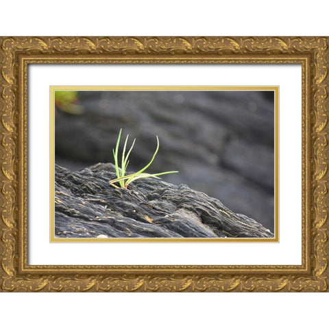 Alaska-Ketchikan-goose tongue (Plantago maritima) growing in shale rock Gold Ornate Wood Framed Art Print with Double Matting by PLank, Savanah