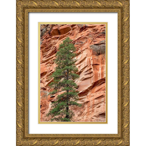 Arizona-Oak Creek Canyon-Coconino National Forest-Evergreen tree and canyon wall Gold Ornate Wood Framed Art Print with Double Matting by Collins, Ann