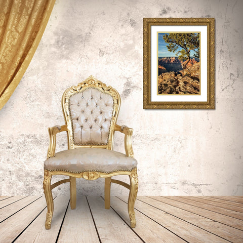 Arizona-Grand Canyon National Park-Pinyon Pine grows cliffside at Hopi Point Gold Ornate Wood Framed Art Print with Double Matting by Collins, Ann