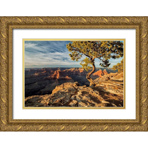 Arizona-Grand Canyon National Park-Pinyon Pine grows cliffside at Hopi Point Gold Ornate Wood Framed Art Print with Double Matting by Collins, Ann
