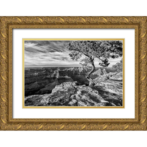 Arizona-Grand Canyon National Park-Pinyon Pine grows cliffside at Hopi Point Gold Ornate Wood Framed Art Print with Double Matting by Collins, Ann