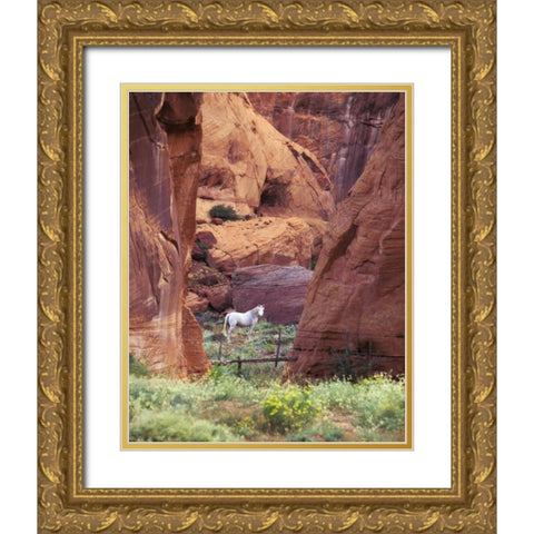 AZ, White Mts, Canyon de Chelly, White horse Gold Ornate Wood Framed Art Print with Double Matting by Rotenberg, Nancy