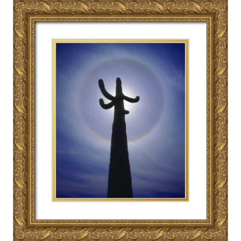 AZ, Organ Pipe Cactus Saguaro cactus with a halo Gold Ornate Wood Framed Art Print with Double Matting by Talbot Frank, Christopher