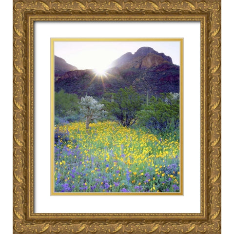 AZ, Organ Pipe Cactus NM Flowers and cacti Gold Ornate Wood Framed Art Print with Double Matting by Talbot Frank, Christopher